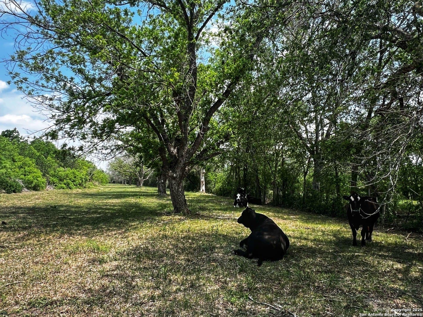 33.16 acres in Medina County - photo 21