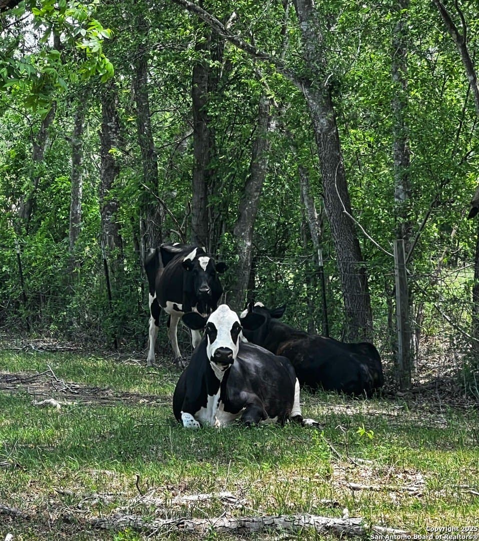 33.16 acres in Medina County - photo 16