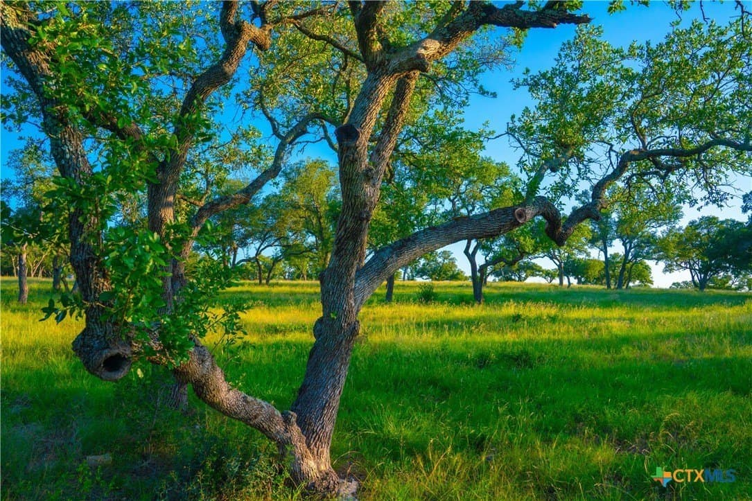 9 acres in Blanco County - photo 5
