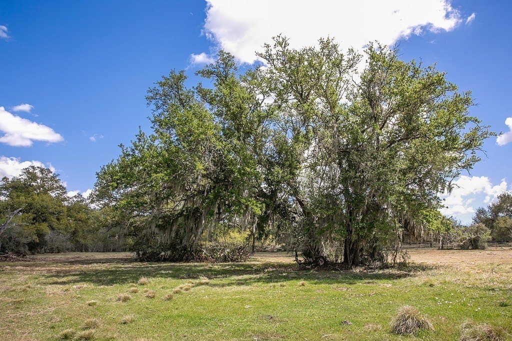 10.3 acres in Brazoria County - photo 12