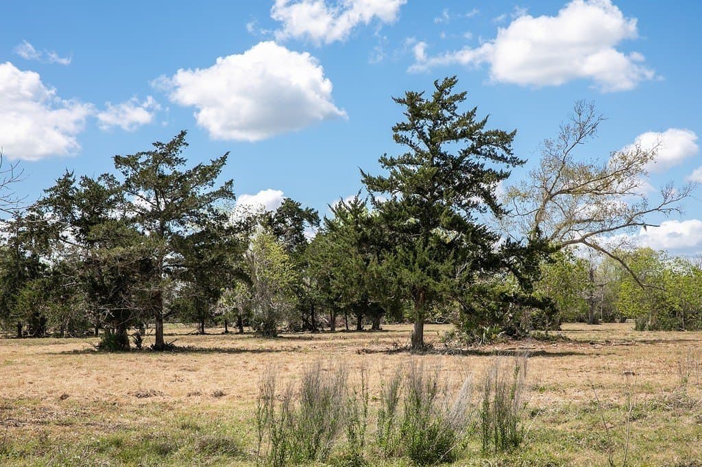 10.3 acres in Brazoria County - photo 11