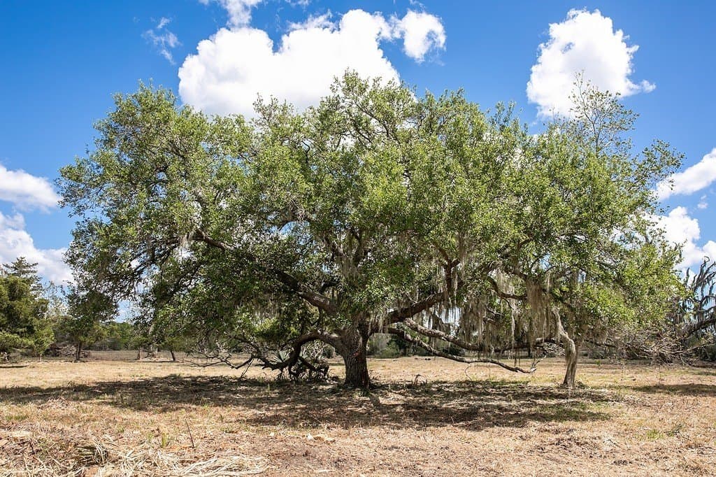 10.3 acres in Brazoria County - photo 3