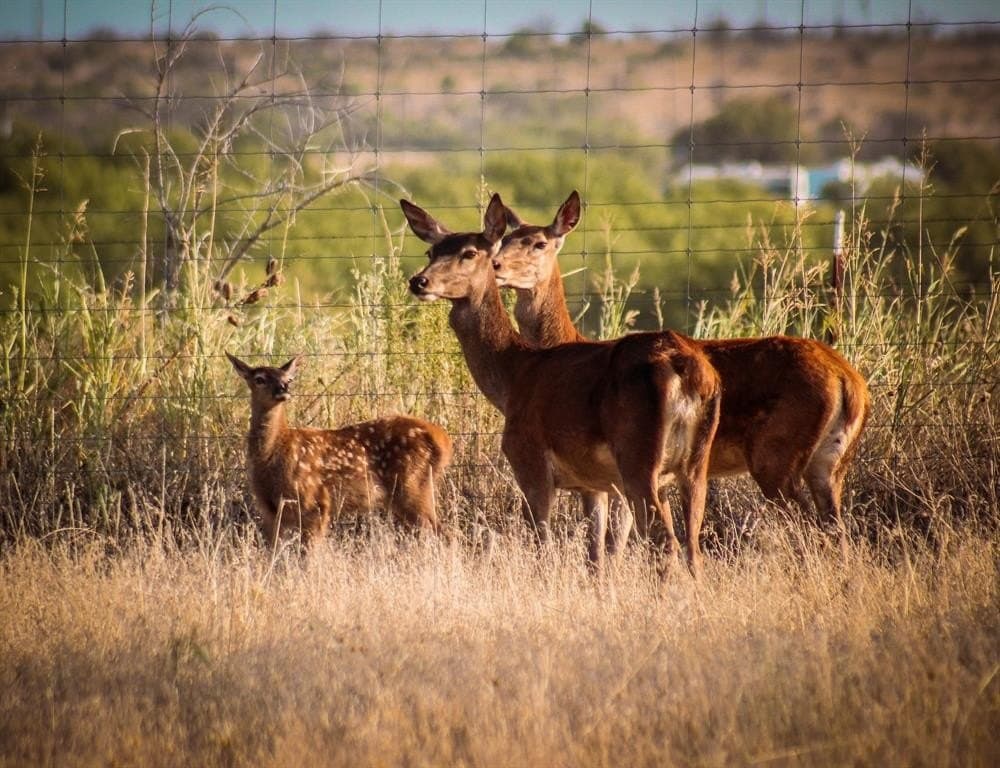 167 acres in Archer County - photo 30