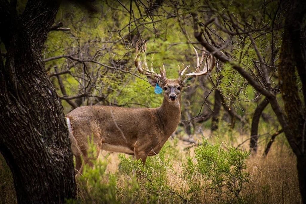 167 acres in Archer County - photo 27