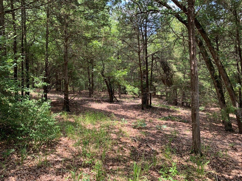148.7 acres in Henderson County - photo 8
