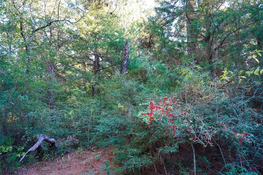 45 acres in Freestone County - photo 21