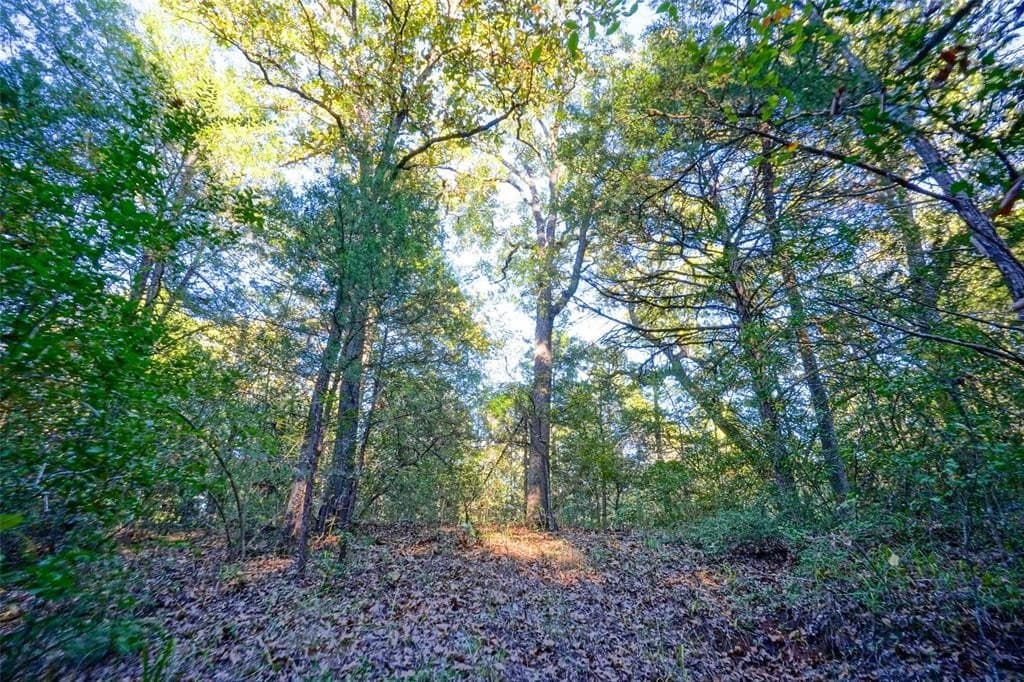 45 acres in Freestone County - photo 6