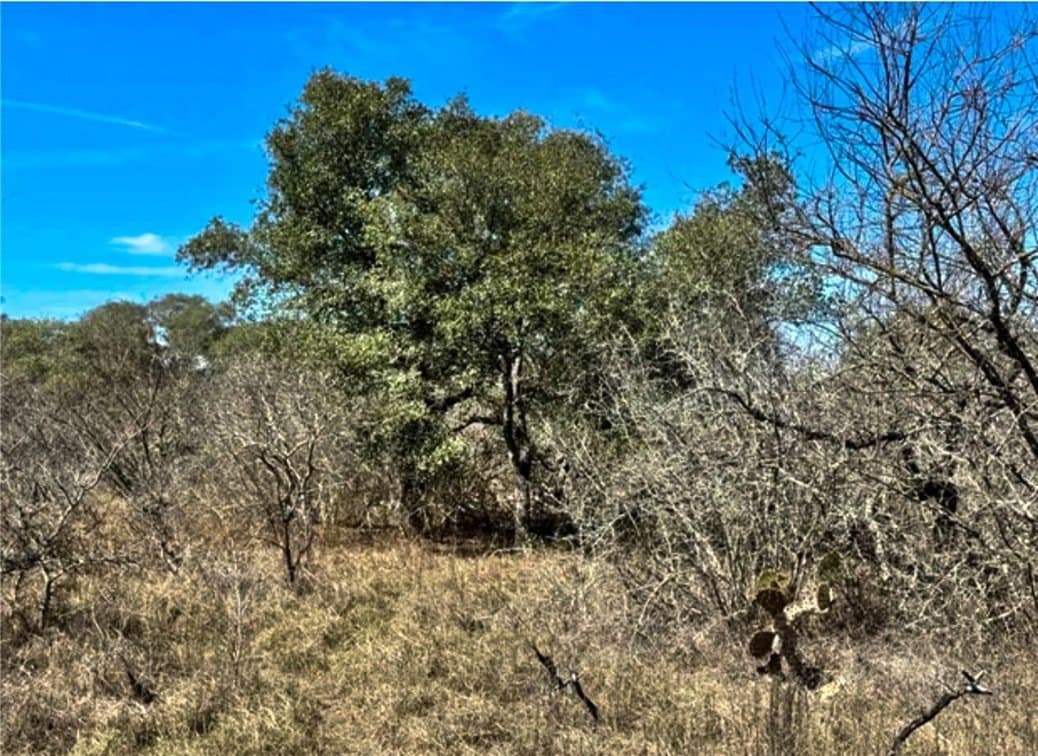 15.01 acres in Bee County - photo 2
