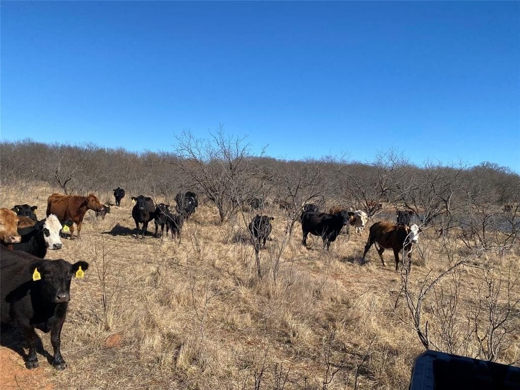 185.44 acres in Montague County - photo 7