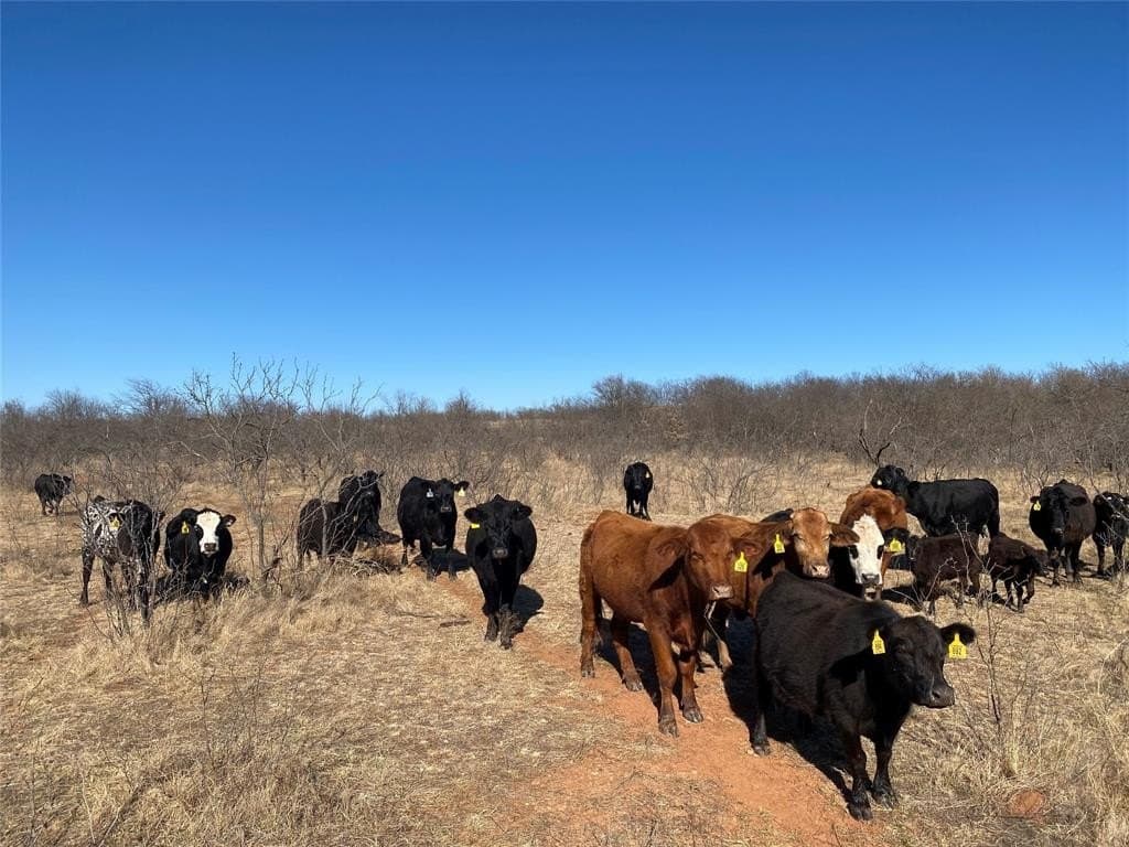 185.44 acres in Montague County - photo 8