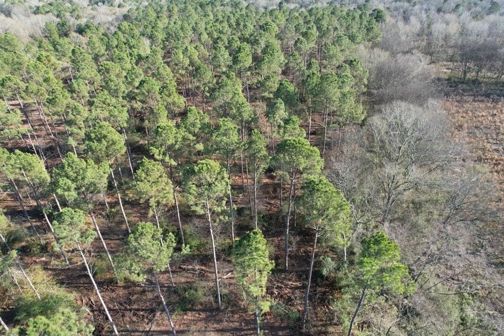 10 acres in Panola County - photo 5