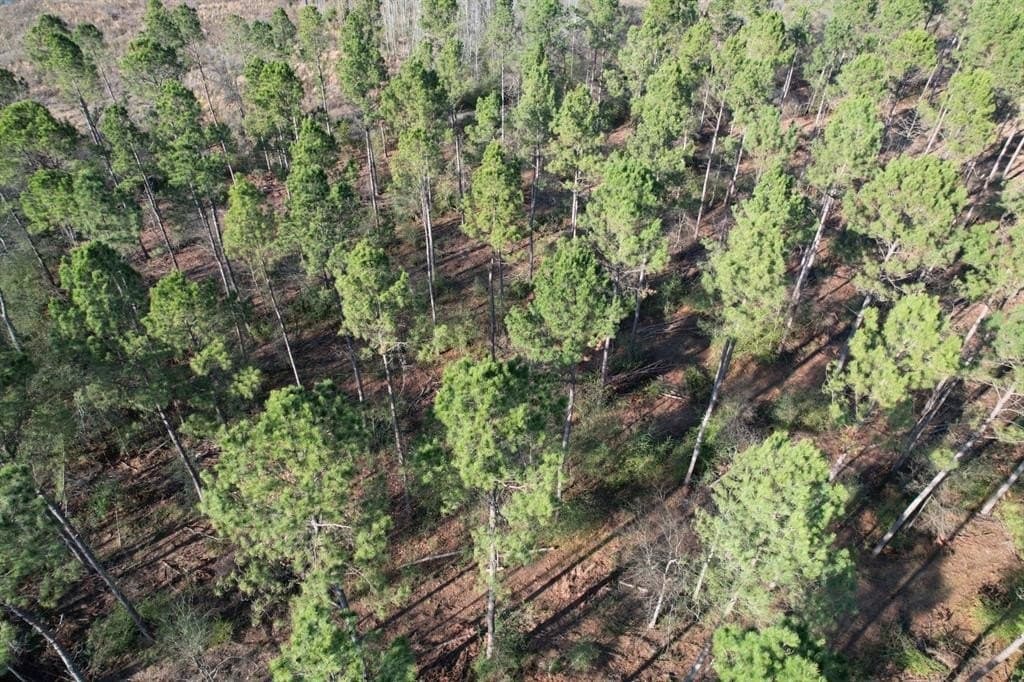 10 acres in Panola County - photo 7