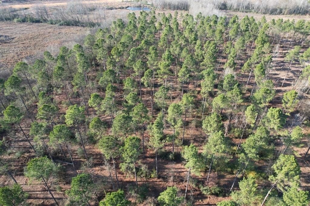 10 acres in Panola County - photo 9