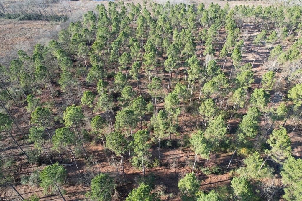 10 acres in Panola County - photo 8