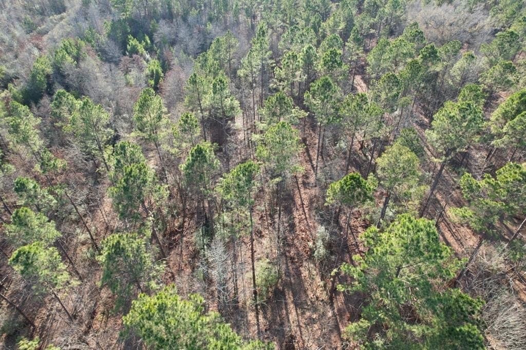 10 acres in Panola County - photo 2