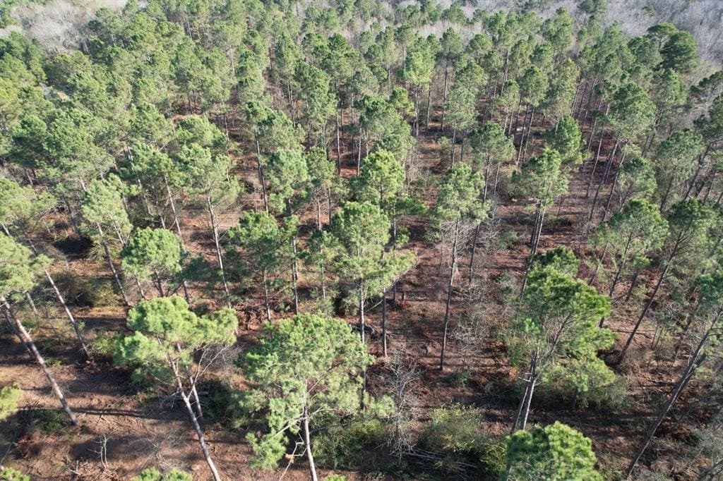 10 acres in Panola County - photo 6
