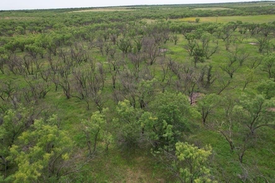 300 acres in Jones County - photo 10