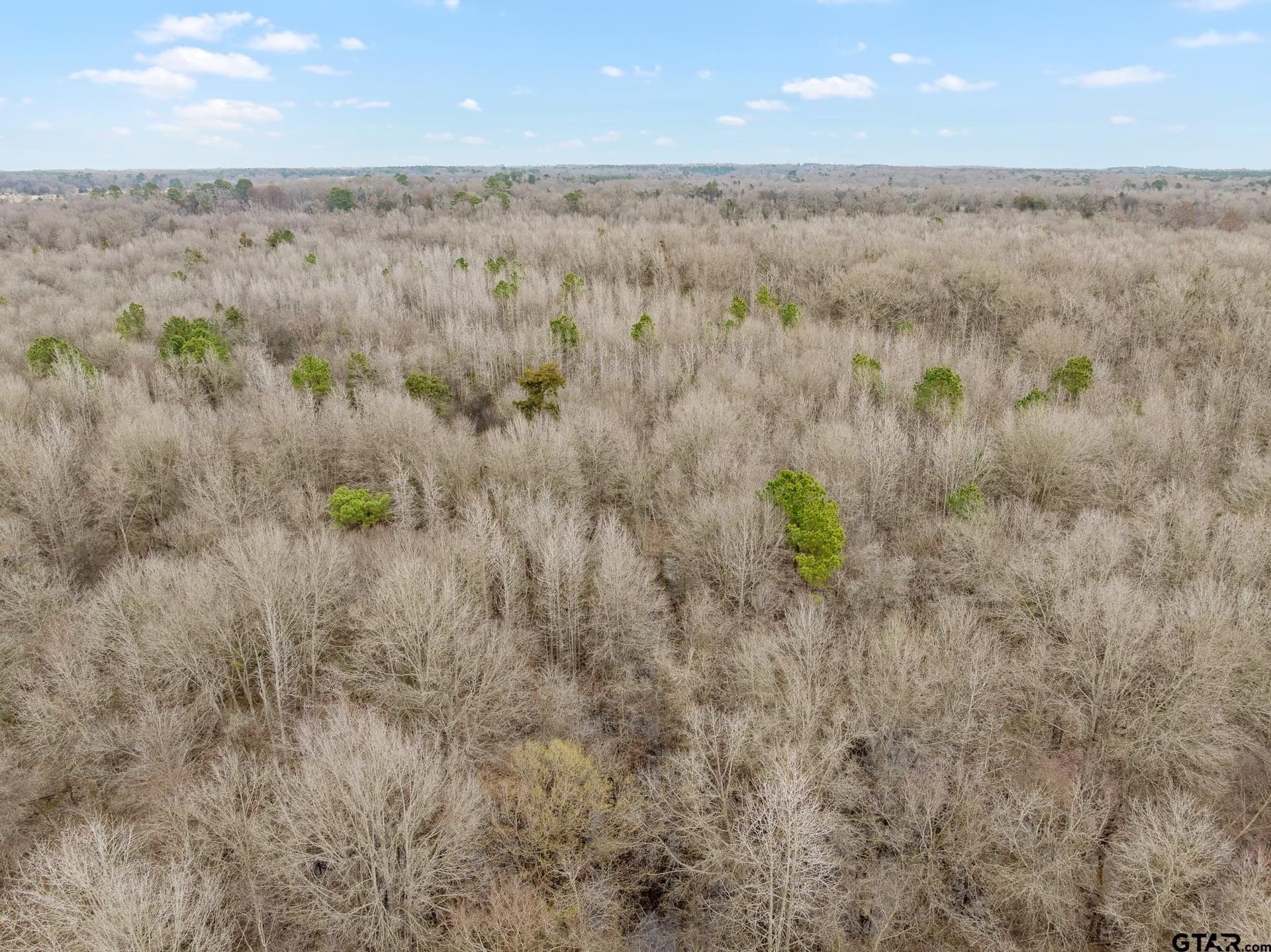 24.13 acres in Camp County - photo 8