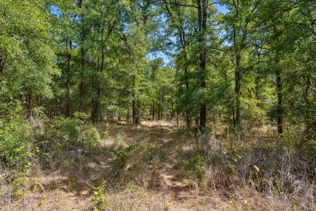 172 acres in Jack County - photo 7