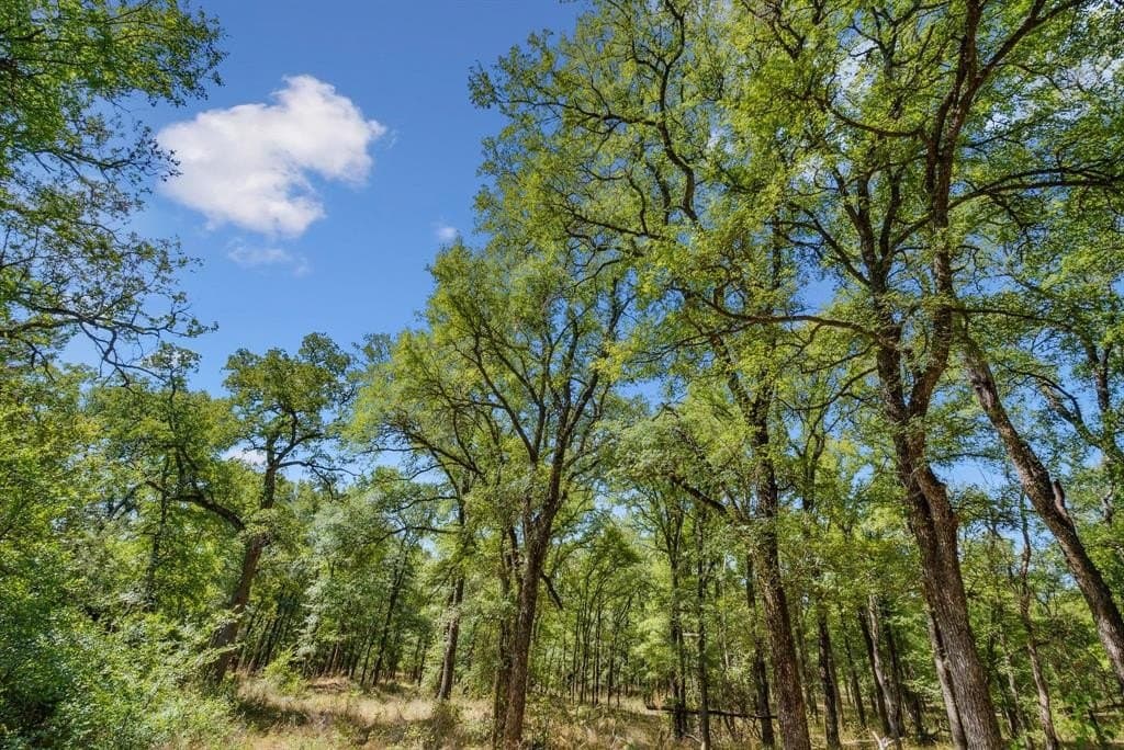 172 acres in Jack County - photo 8