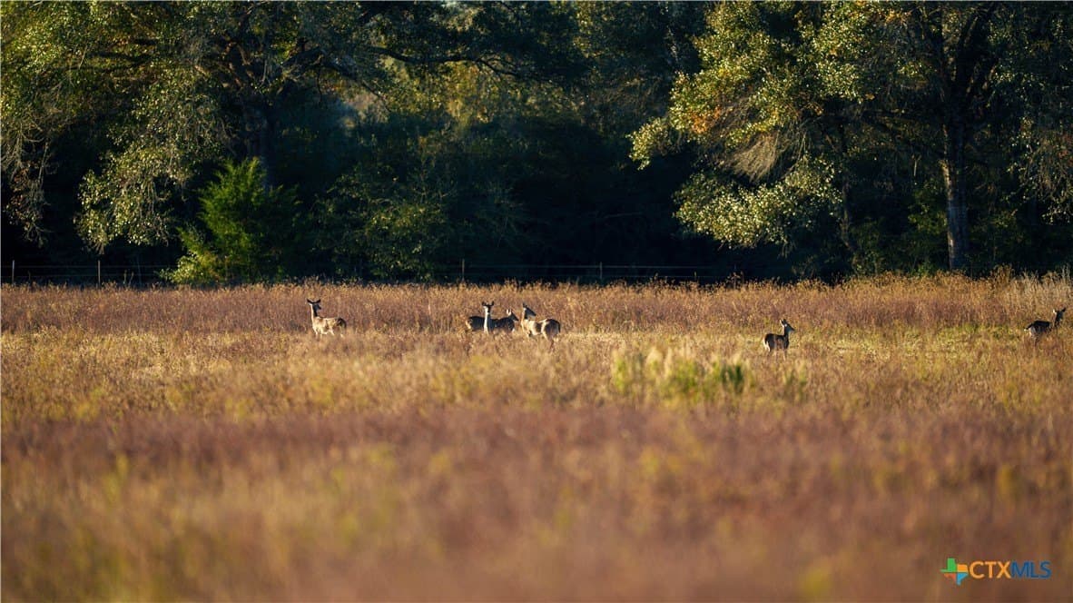 20.5 acres in DeWitt County - photo 11