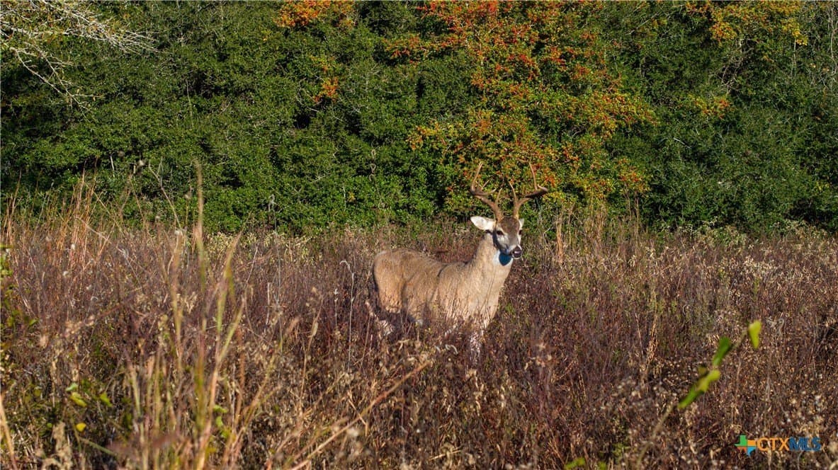 20.5 acres in DeWitt County - photo 8
