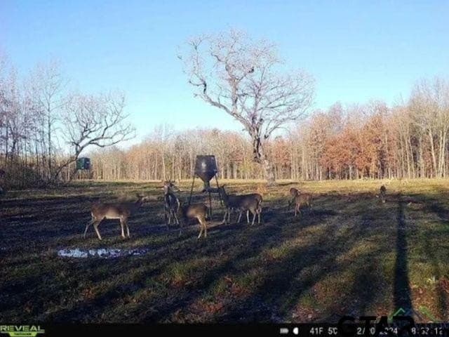 85 acres in Titus County - photo 36