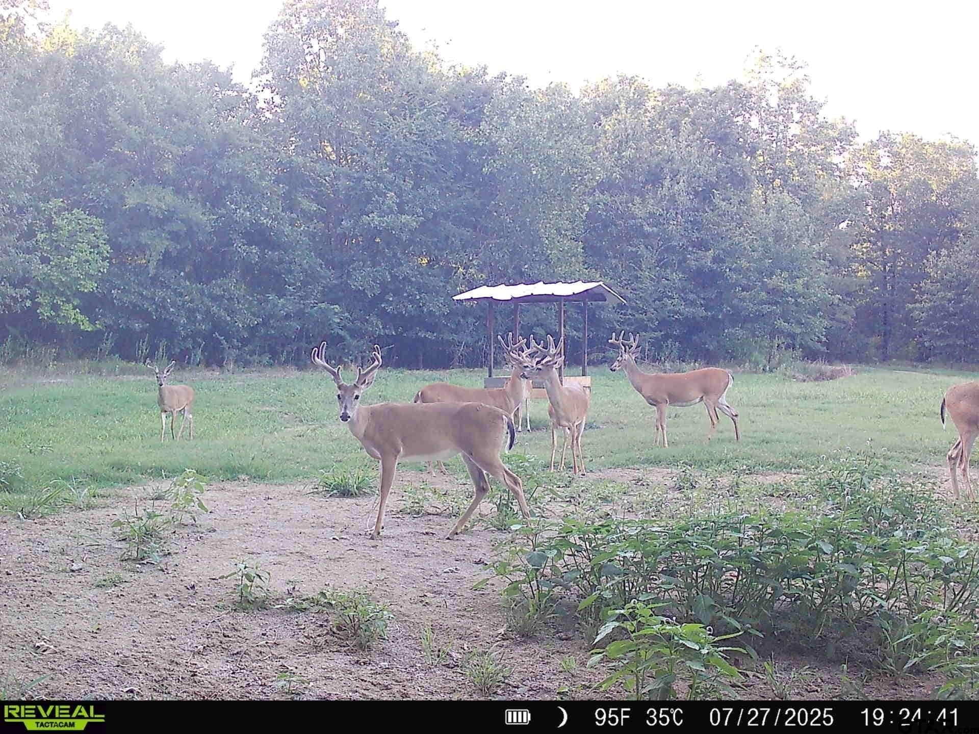 85 acres in Titus County - photo 35