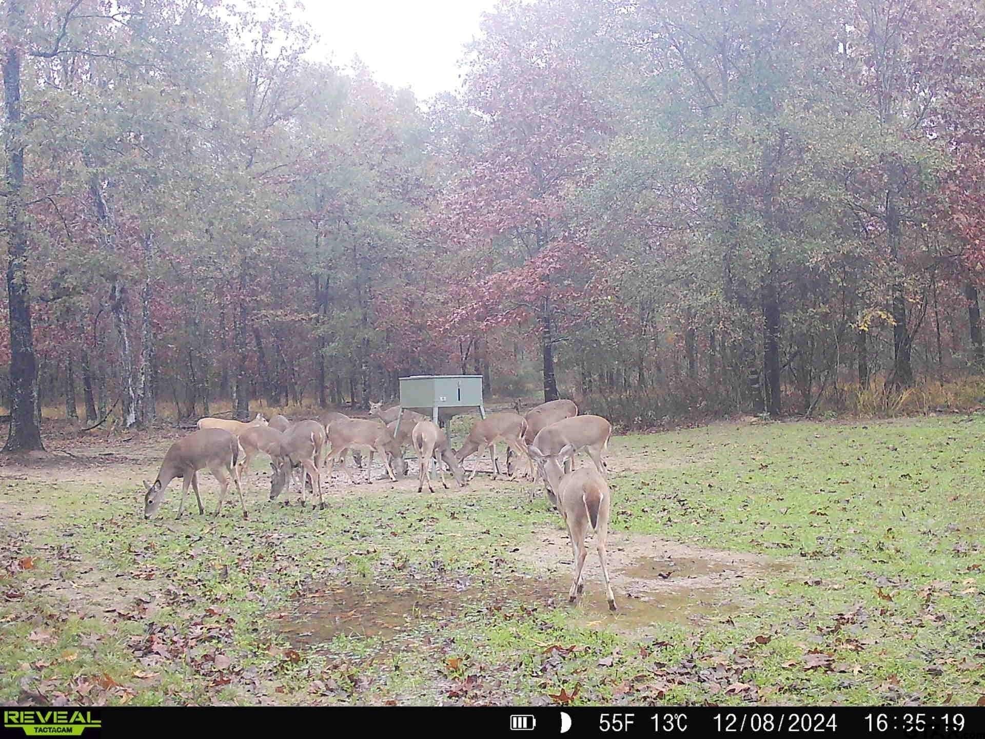 85 acres in Titus County - photo 37