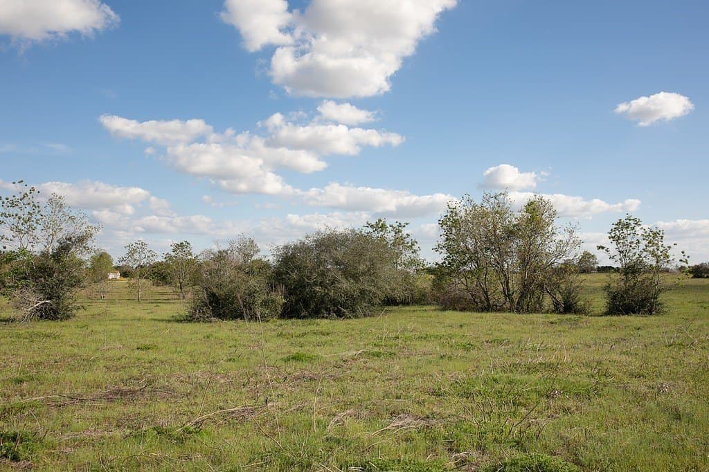 56.21 acres in Austin County - photo 5