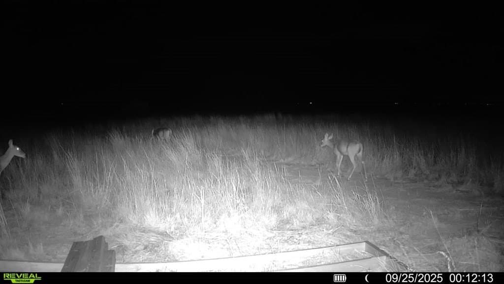 90 acres in Scurry County - photo 25