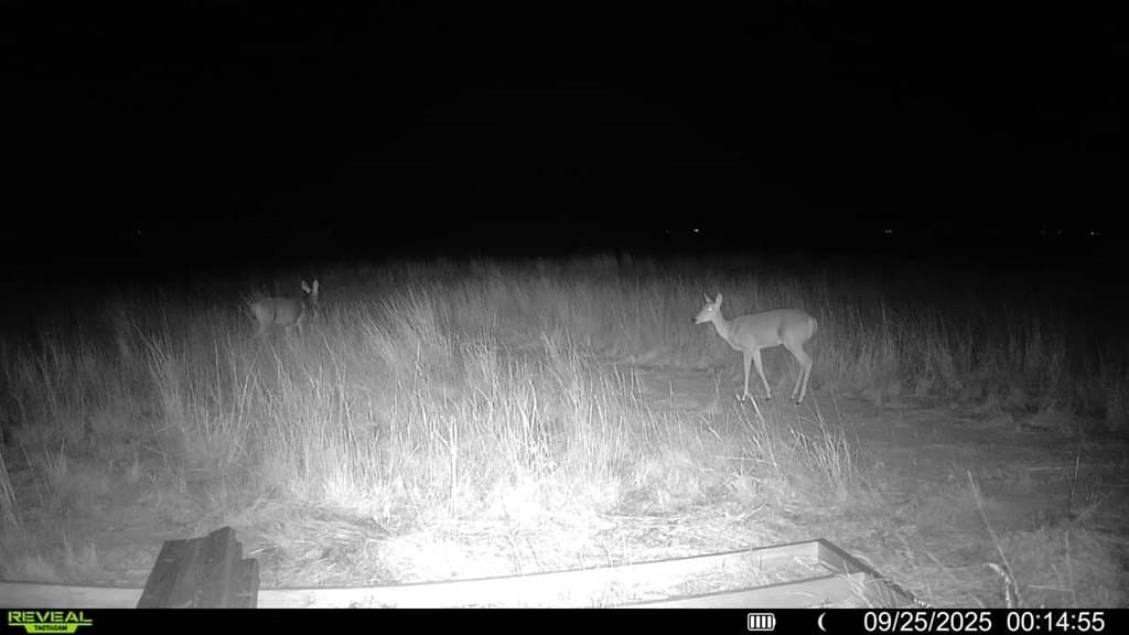 90 acres in Scurry County - photo 24
