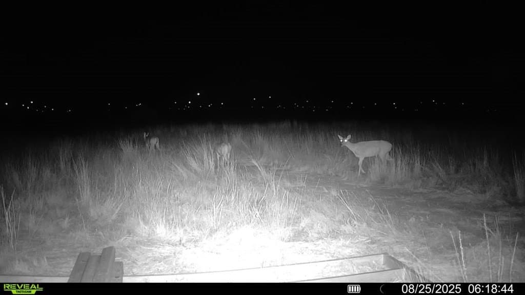 90 acres in Scurry County - photo 29