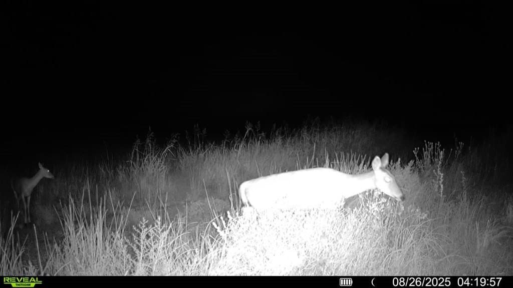 90 acres in Scurry County - photo 5
