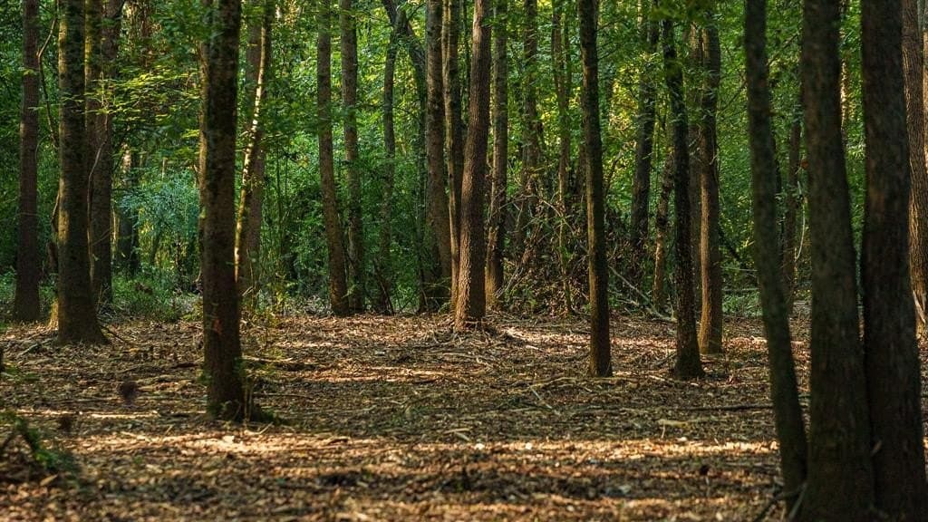 265 acres in Smith County - photo 22