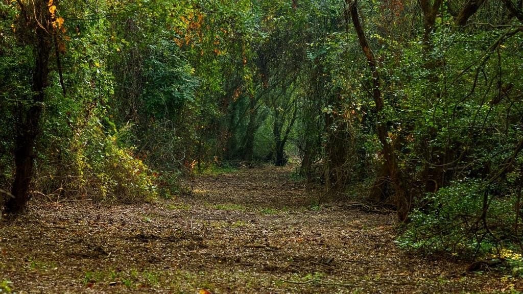 265 acres in Smith County - photo 8