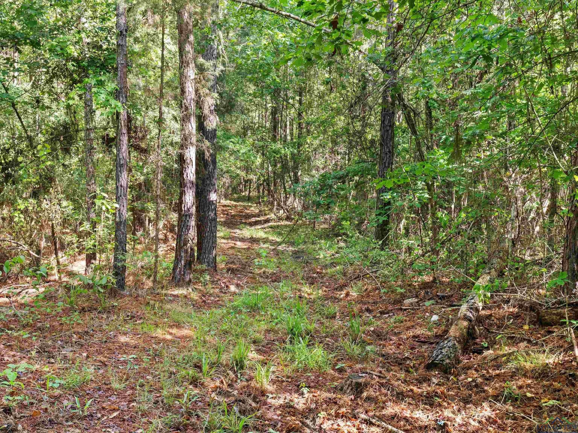 19.94 acres in Marion County - photo 5