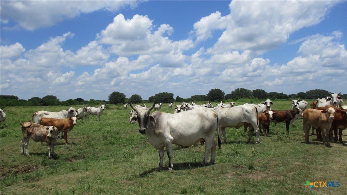 412.21 acres in Brazoria County - photo 15
