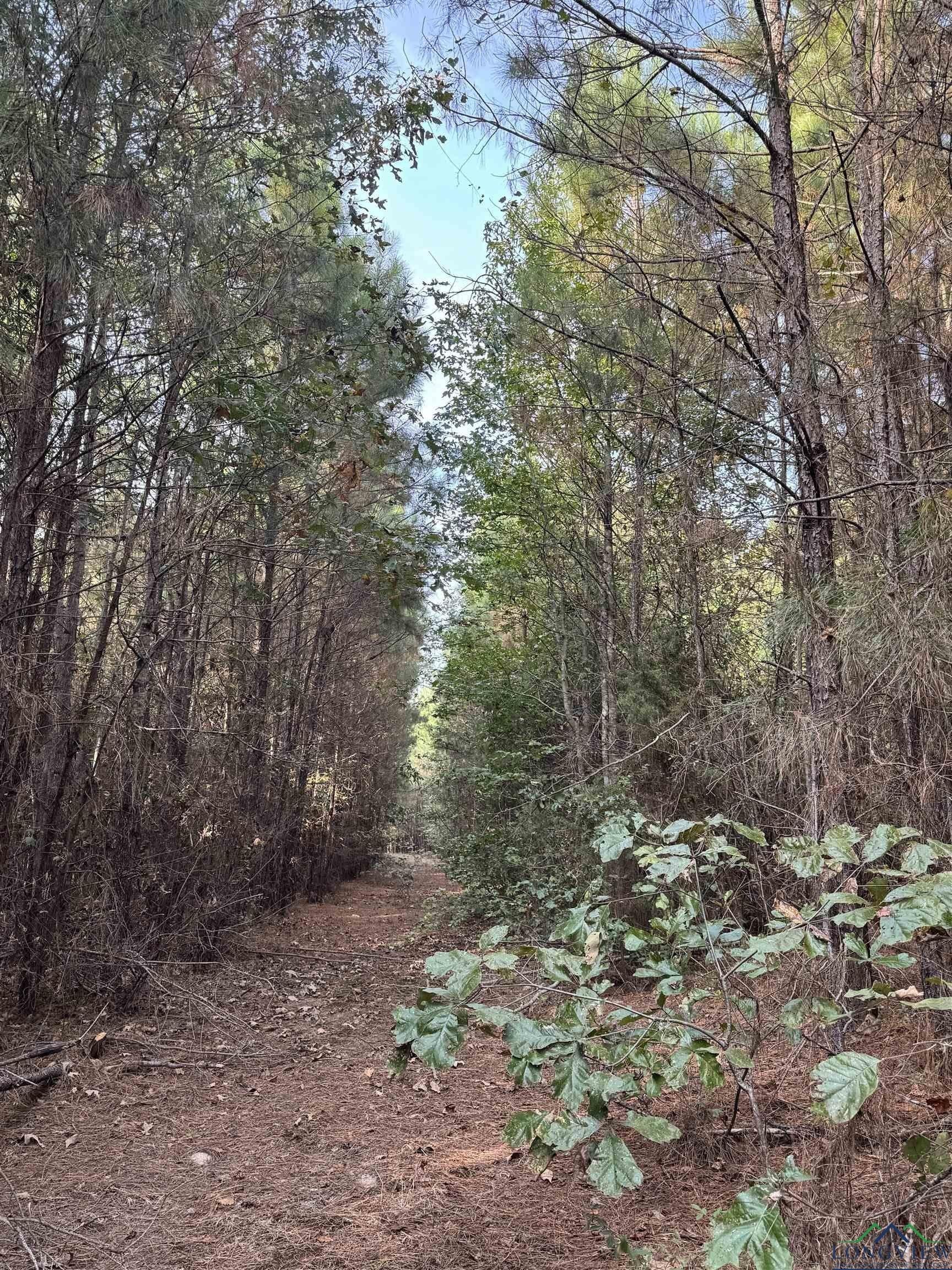 44 acres in Rusk County - photo 2