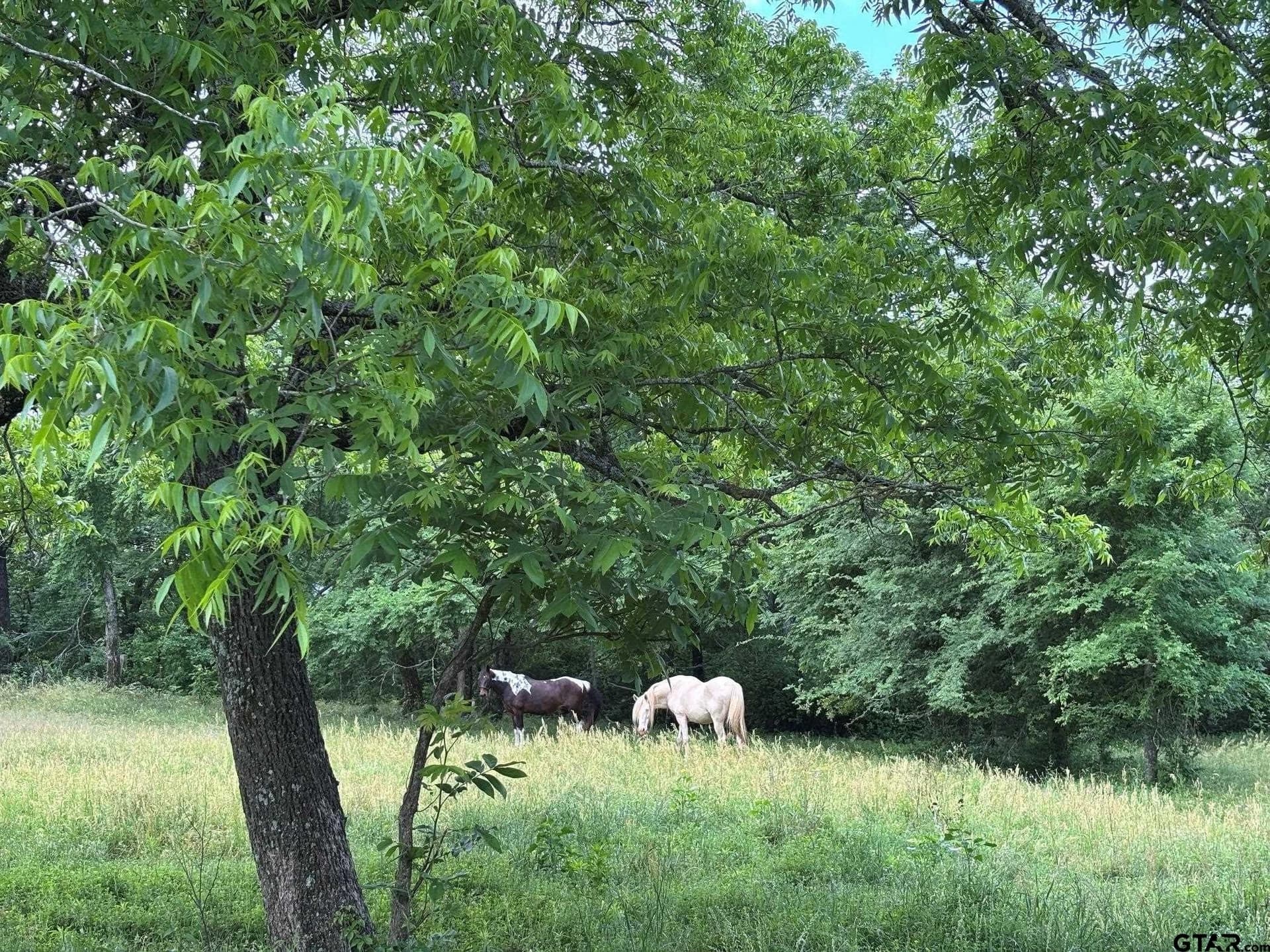 13.1 acres in Cherokee County - photo 27