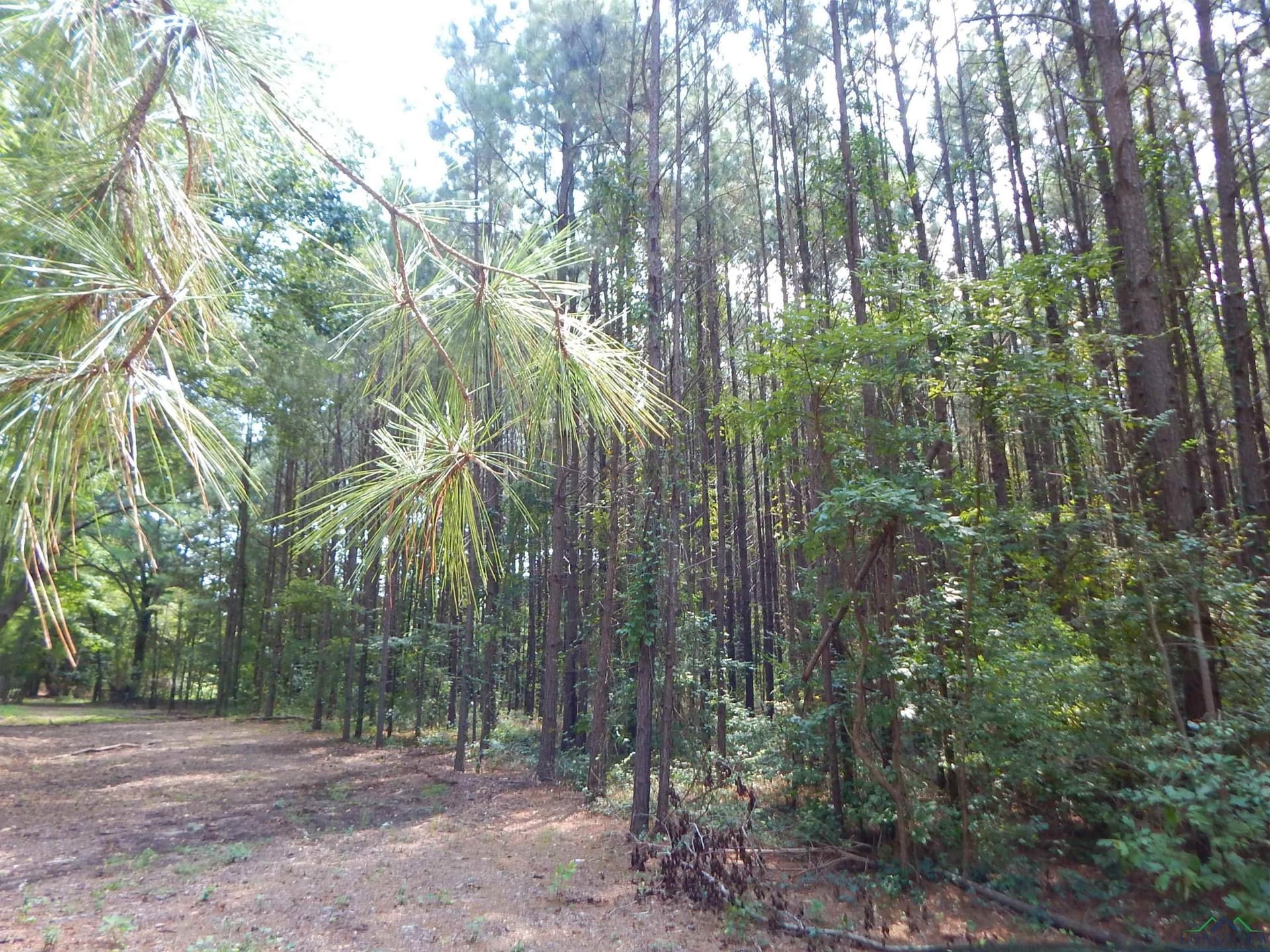 45 acres in Upshur County - photo 3