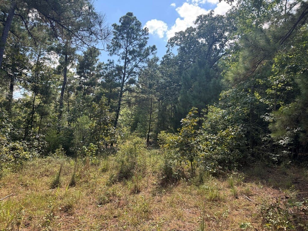40 acres in ANDERSON County - photo 2
