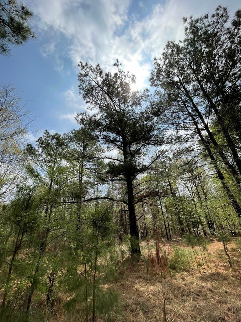 40 acres in ANDERSON County - photo 10