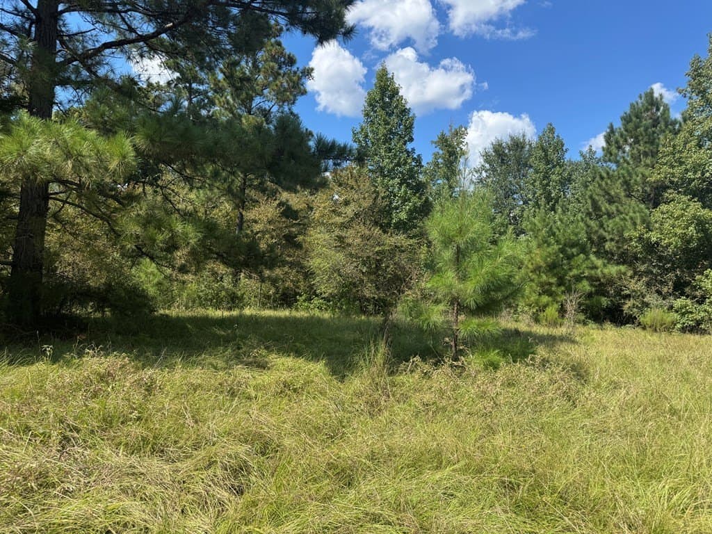 40 acres in ANDERSON County - photo 13