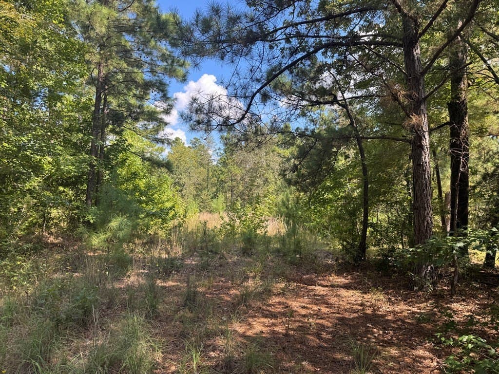 40 acres in ANDERSON County - photo 15