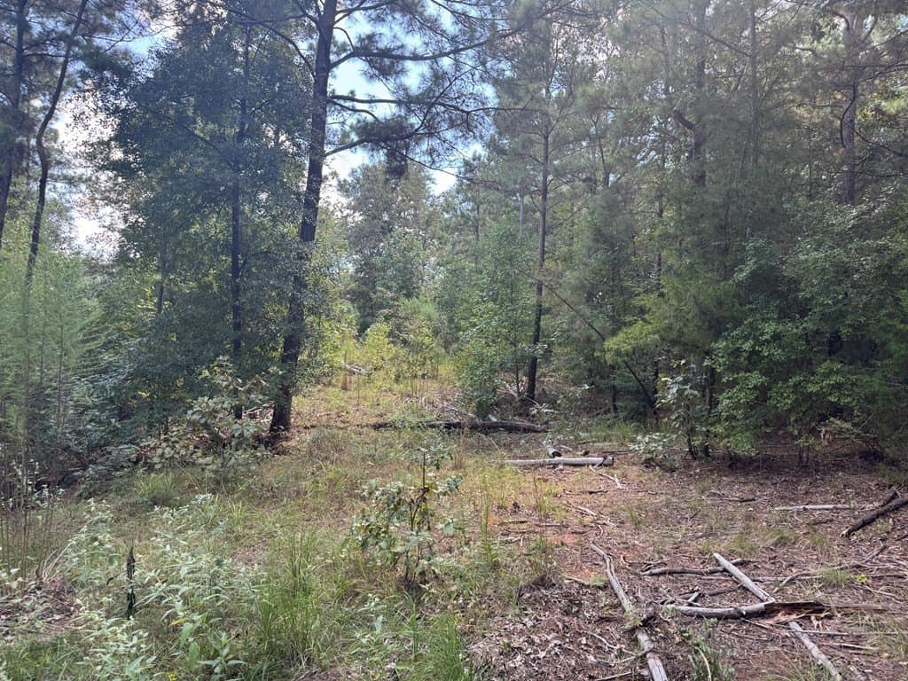 40 acres in ANDERSON County - photo 4