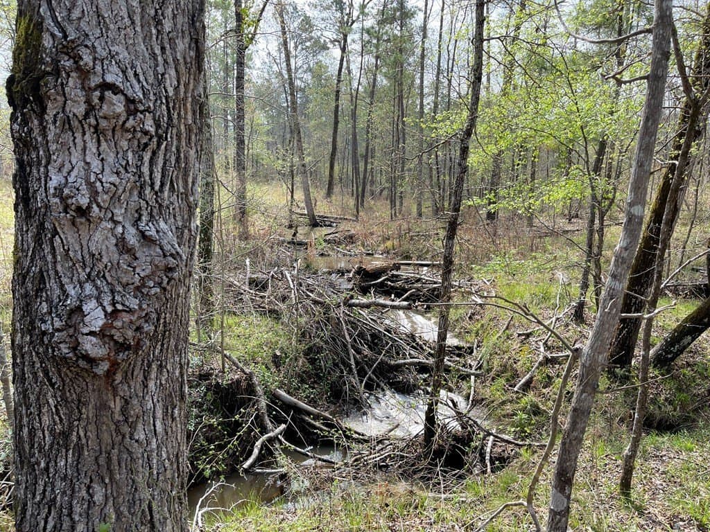 40 acres in ANDERSON County - photo 9