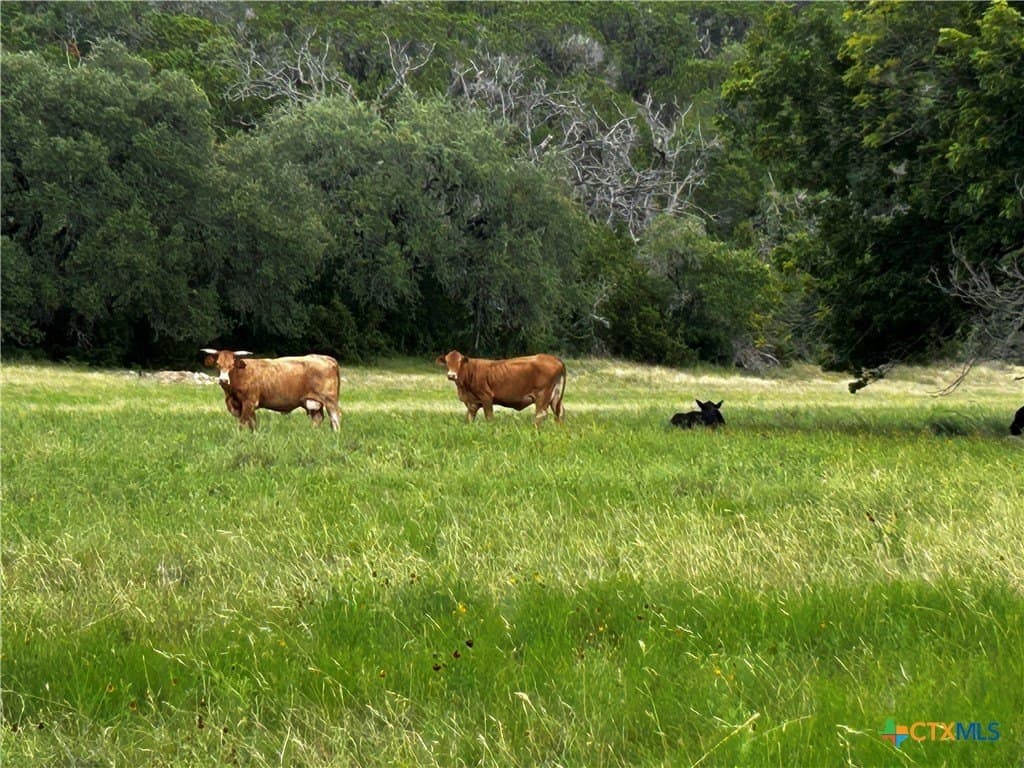 99.19 acres in Bell County - photo 13