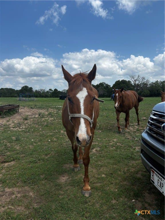 99.19 acres in Bell County - photo 23