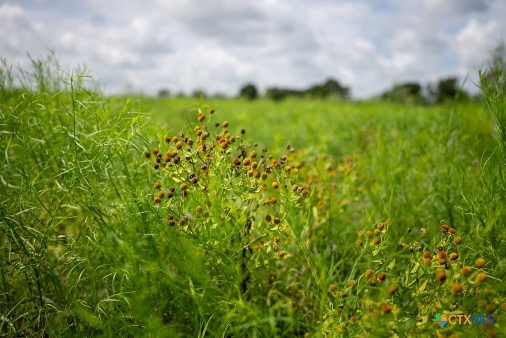 50 acres in McLennan County - photo 23